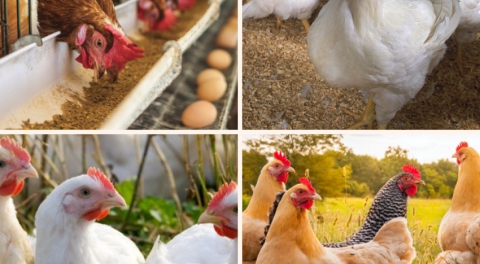 آثار إضافات الأعلاف التي يشيع استخدامها في حصص الدجاج على معايير الأداء والبيض
